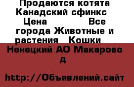 Продаются котята Канадский сфинкс › Цена ­ 15 000 - Все города Животные и растения » Кошки   . Ненецкий АО,Макарово д.